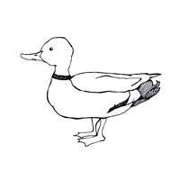 Duck coloring page